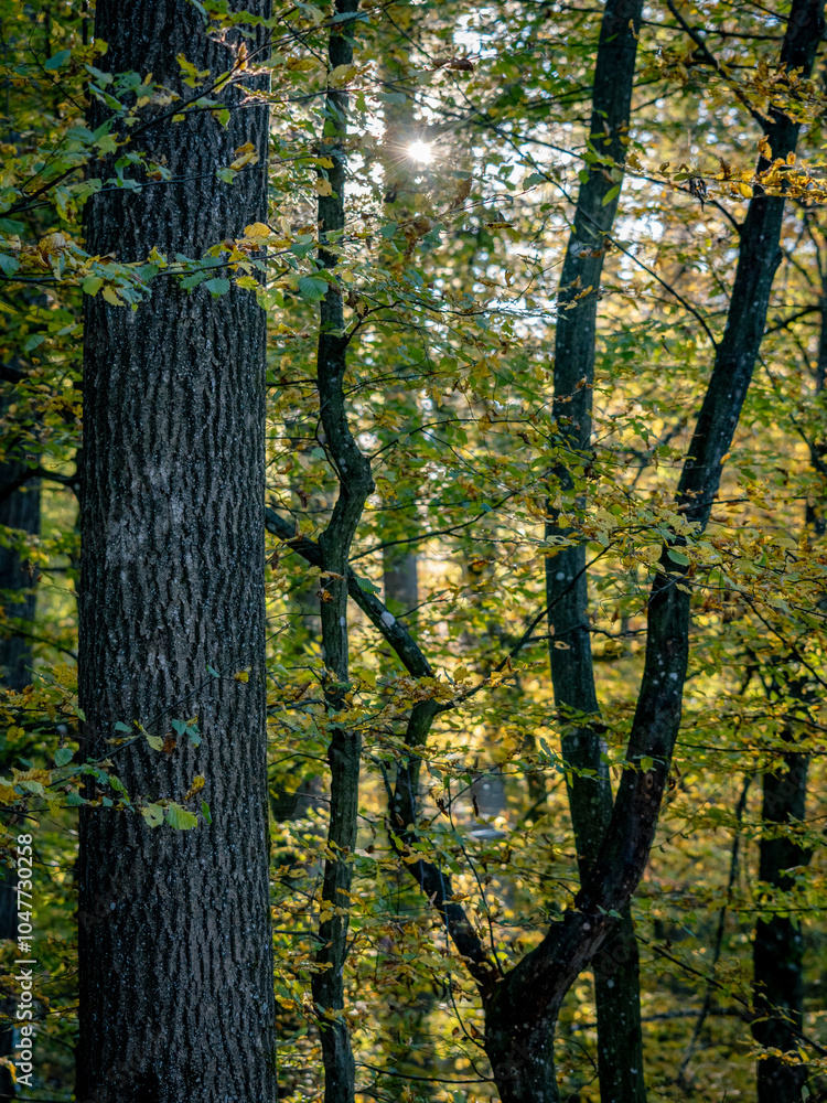 Obraz premium Mischwald im Herbst