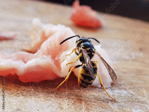 Wasp eat leftover meat on a kitchen chop board