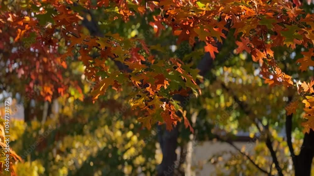 Breezy Autumn Oak Tree Bokeh Background Play II