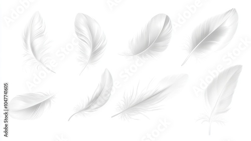 Collection of White Feathers