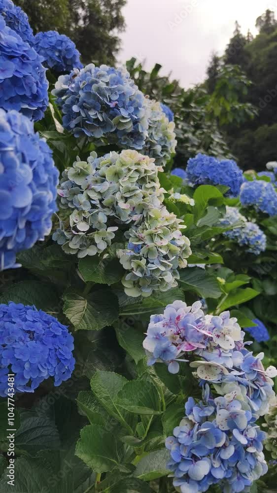 Blooming Blue Hydrangeas, surrounded by rich green foliage. The delicate petals and layered blossoms create a striking contrast against the natural greenery, offering a peaceful and colorful scene Blooming Blue Hydrangeas, surrounded by rich green foliage. The delicate petals and layered blossoms create a striking contrast against the natural greenery, offering a peaceful and colorful scene