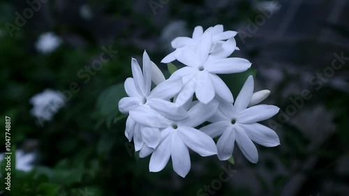 Jasminum officinale blossom at the garden, known as gambir jasmine, is a species of flowering plant in the olive family Oleaceae, usually called Bunga Melati in Indonesia photo