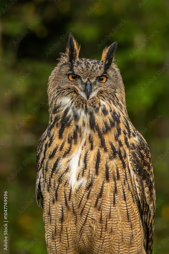 Fototapeta premium Eurasian Eagle Owl 003