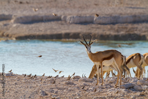 Springbock im Etosha-Nationalpark photo