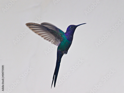 snapshot of Swallow-tailed Hummingbird (Eupetomena macroura), hovering in the air against a light background. photo