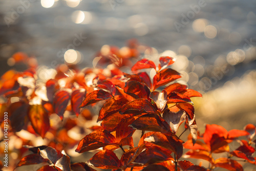 Colorful maple leaves with a warm sunlight during falling season or autumn in lake towada Japan, Yellow red and green color of nature, weather and autumn wallpaper for advertisement. gorgeous stunning photo