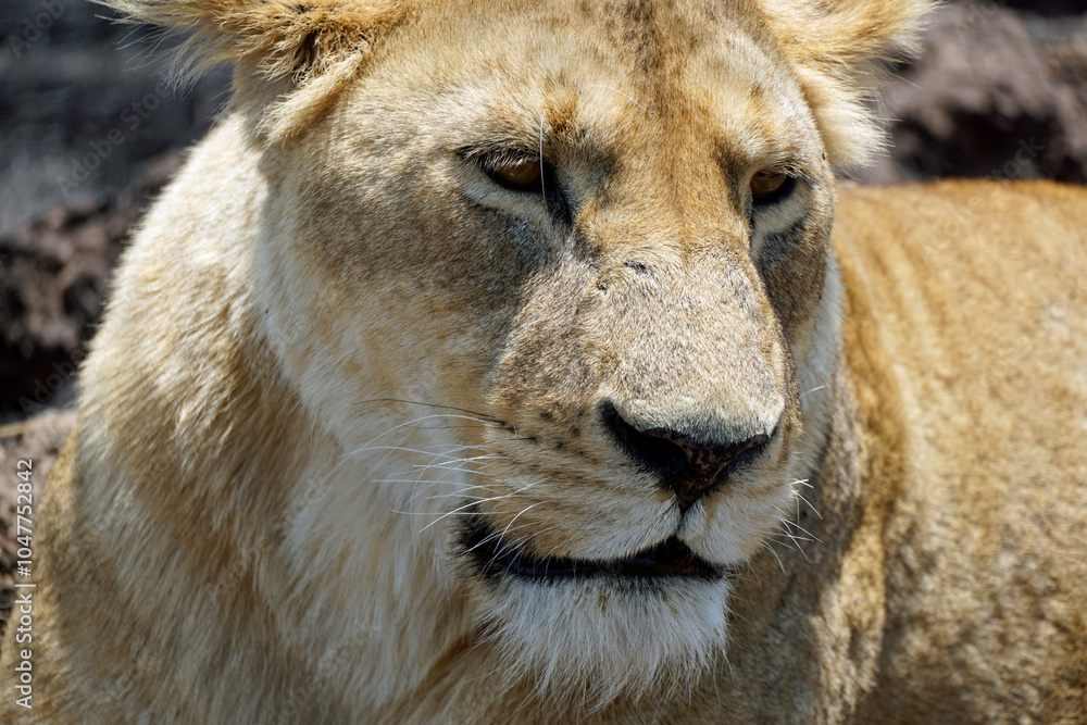 male and female lion lying in the savanna gras male and female lion lying in the savanna gras