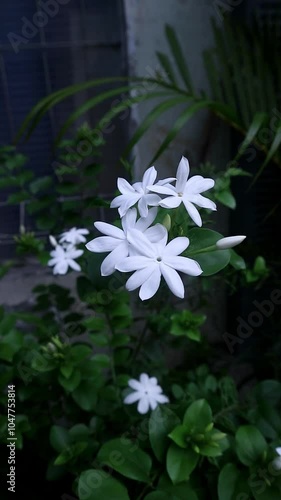 Vertical video Jasminum officinale blossom at the garden, known as gambir jasmine, is a species of flowering plant in the olive family Oleaceae, usually called Bunga Melati in Indonesia photo