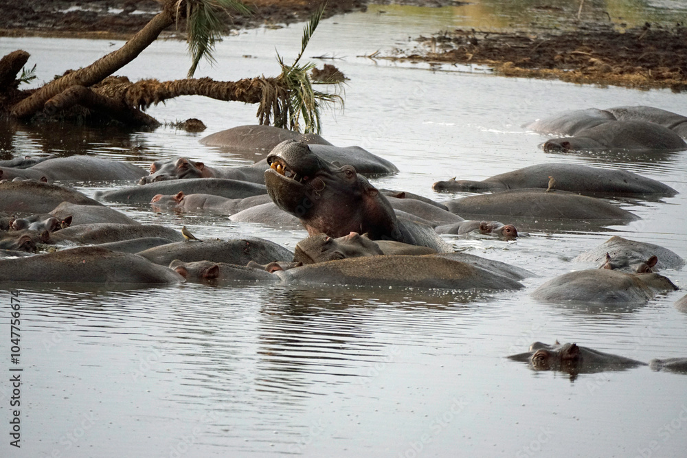 Fototapeta premium large group of hippos at a pond