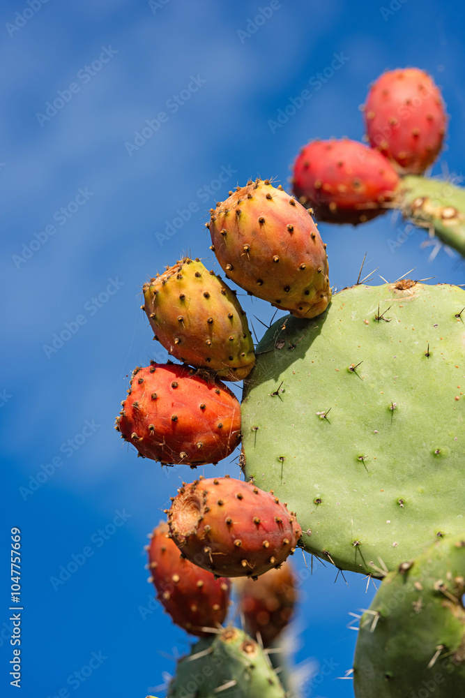 Prickly pear cactus with ripe figs, Sardinia, Italy Prickly pear cactus with ripe figs, Sardinia, Italy