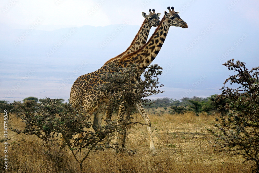 Fototapeta premium giraffe in the serengeti park