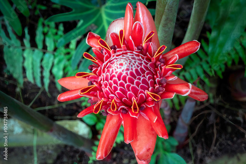 Etlingera elatior, also known as torch ginger, is a species of plant adorned by striking flowers. It is valued for its ornamental use and  as an important culinary ingredient in Southeast Asia. photo