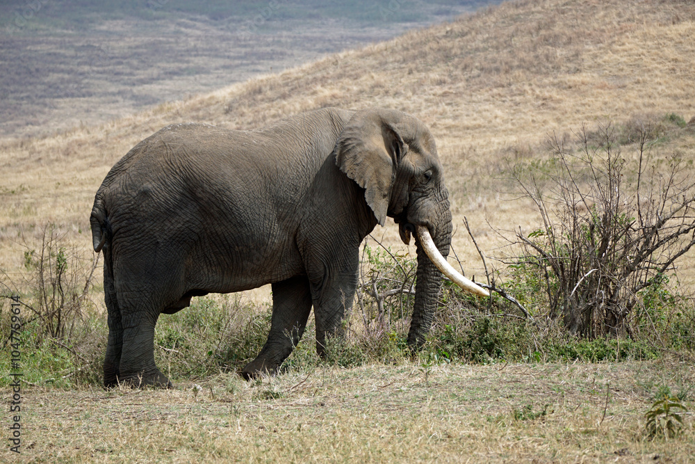 Fototapeta premium wild living elephant in the serengeti