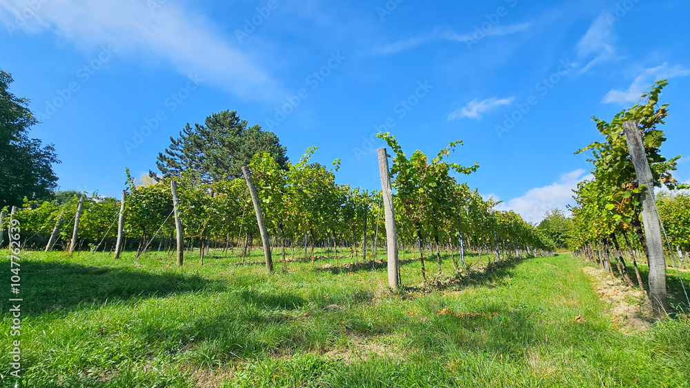 Obraz premium Rebstöcke in Stammersdorf 