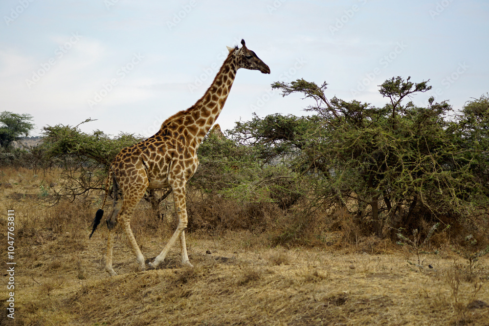 Obraz premium giraffe in the serengeti park