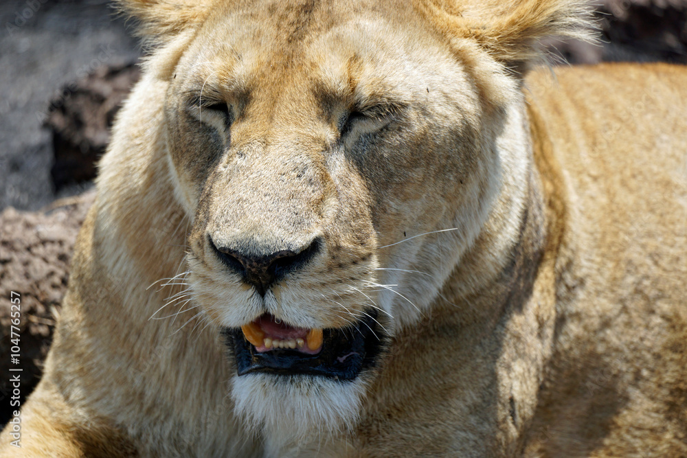 Obraz premium male and female lion lying in the savanna gras
