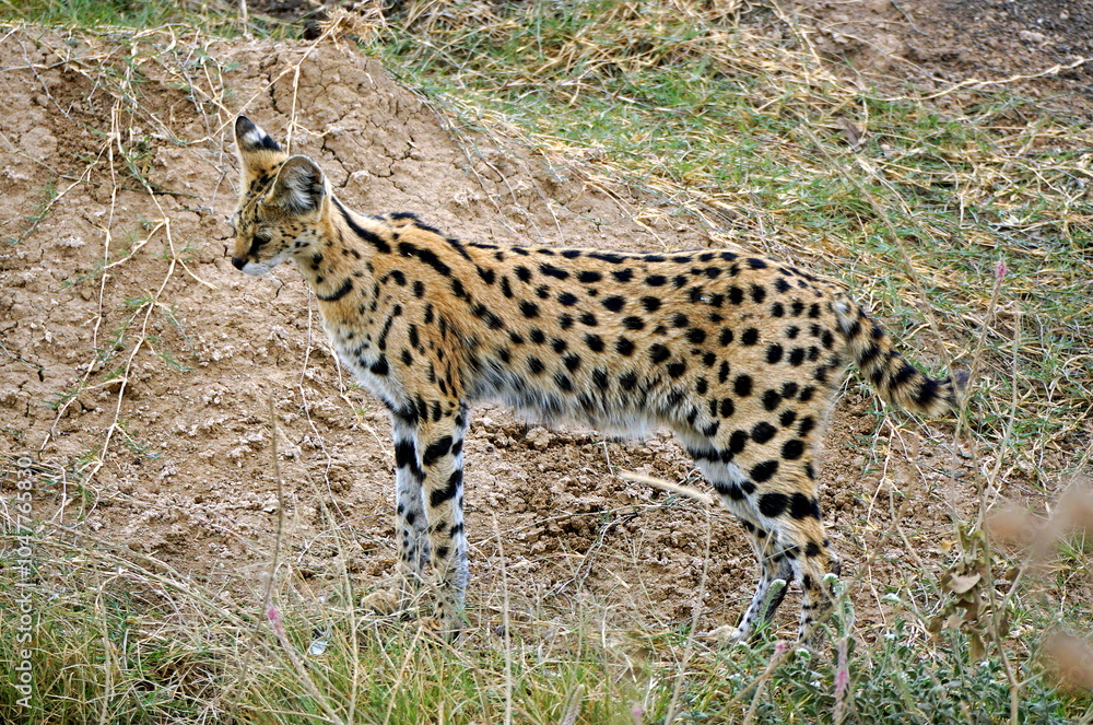 Fototapeta premium African Serval in the Serengeti