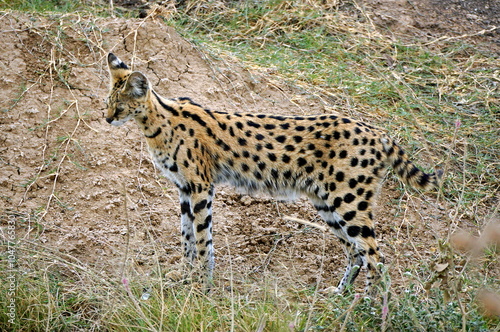 Photography African Serval in the Serengeti