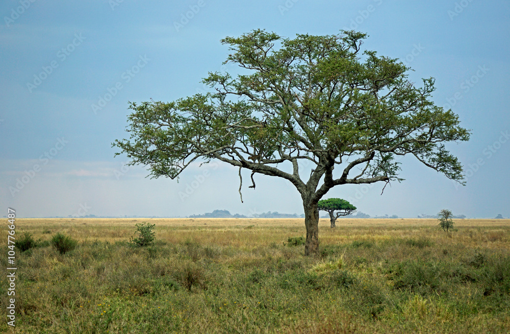 cheetah in a tree in the serengeti park cheetah in a tree in the serengeti park