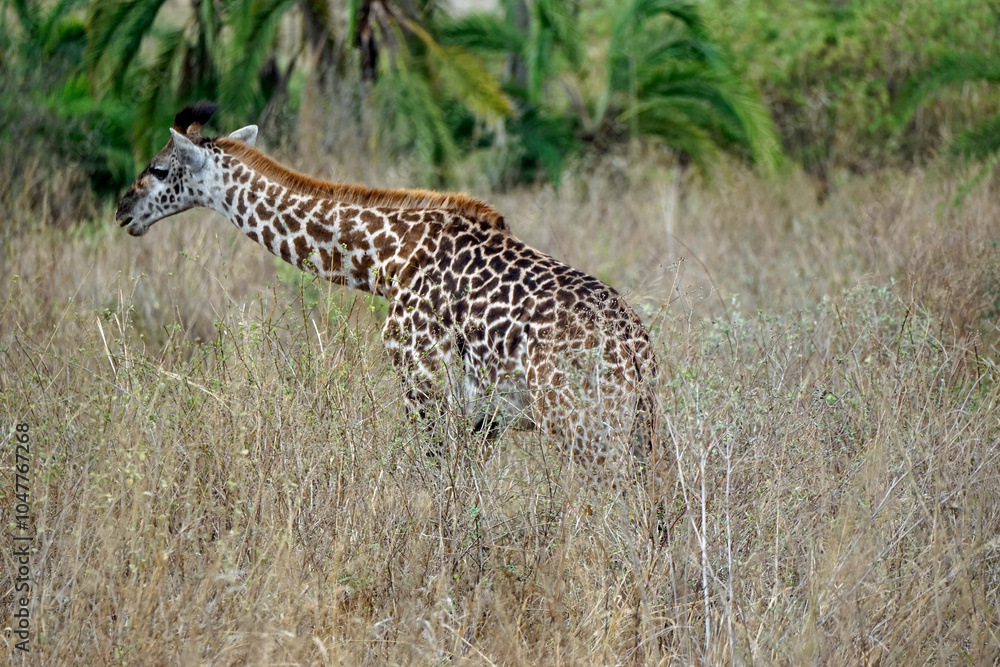 Obraz premium giraffe in the serengeti park