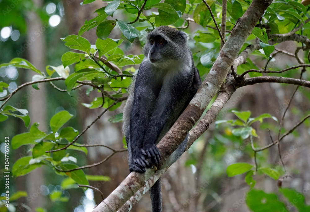 Obraz premium vervet monkey on zanzibar island