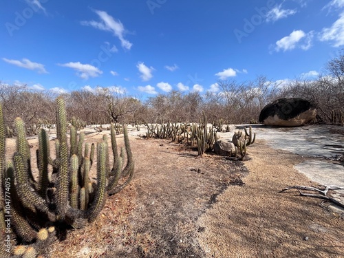 caatinga, paisagens da caatinga, caatinga nordestina, sertão nordestino, nordeste brasileiro, bioma caatinga photo