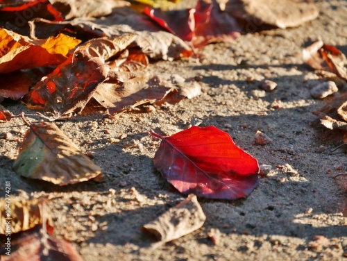 Herbstblatt liegt im Sonnenlicht am Boden photo