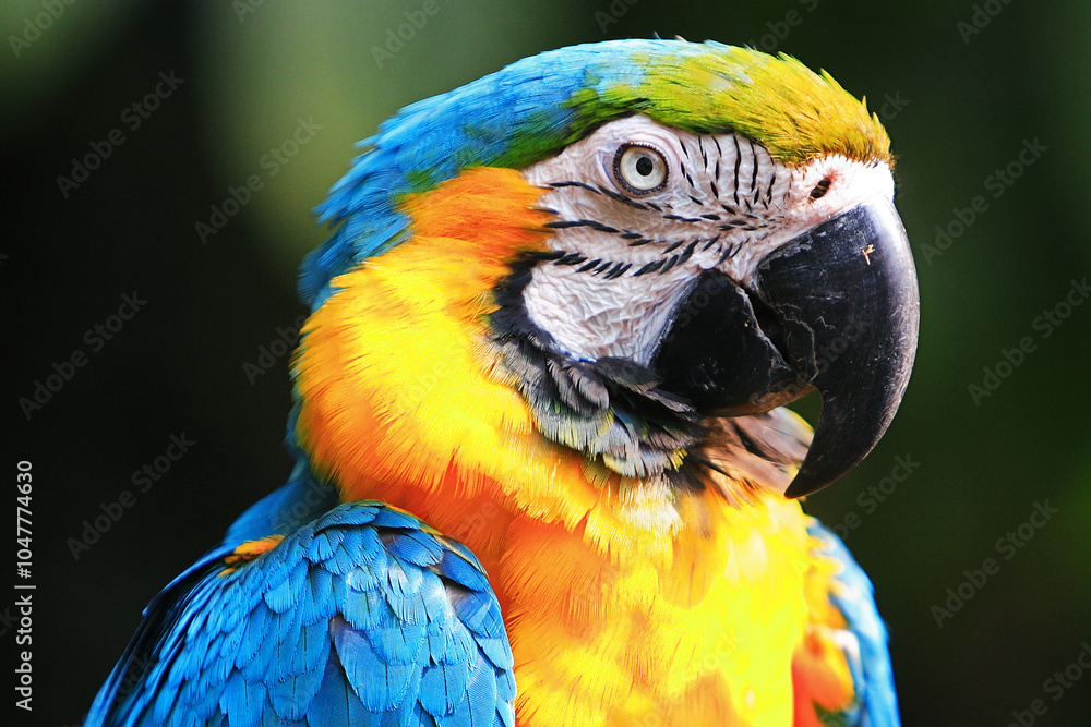 Naklejka premium The stunning Blue-and-yellow Macaw showing off its vibrant colors under the warm skies. Every feather tells a story of the Amazon’s beauty and wild spirit. Manu National Park-Peru