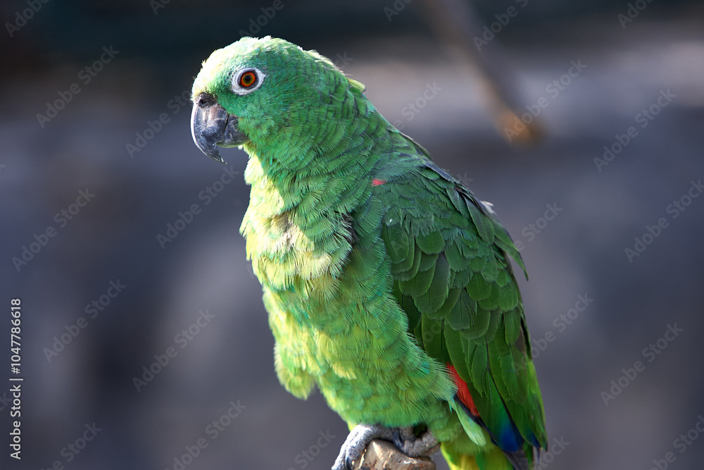 Obraz premium Green like the jungle, bold like the wild! This stunning parrot blends in with the lush foliage, but its lively spirit stands out. Nature’s green gem. Manu National Park-Peru