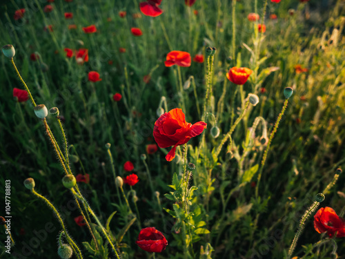 Poppy flowers