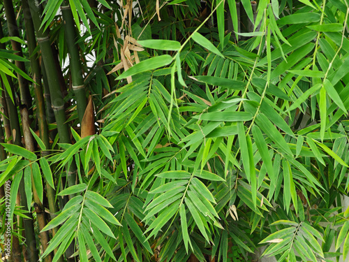  Bamboo and Japanese leaves in greden photo