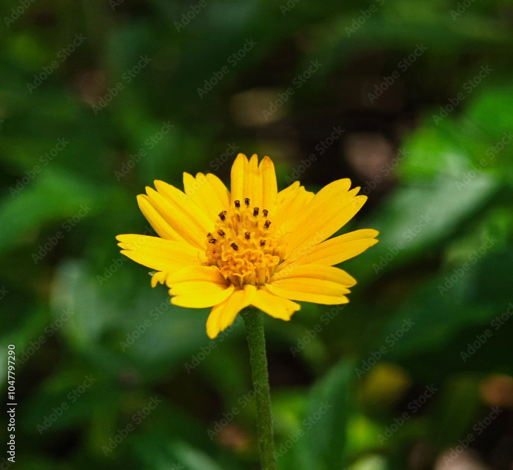yellow flower in the garden yellow flower in the garden