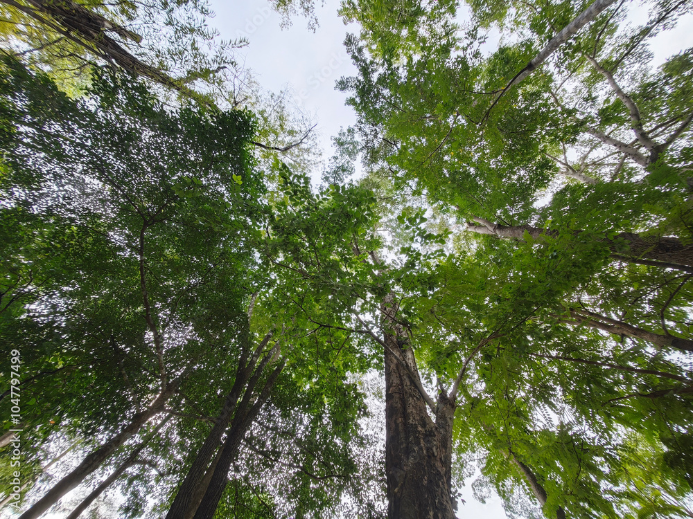 Fototapeta premium Big tree in tropical forest