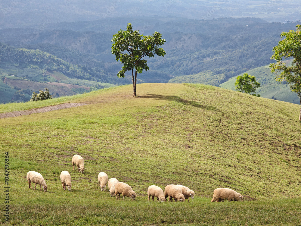 Obraz premium flock of sheep on the mountain