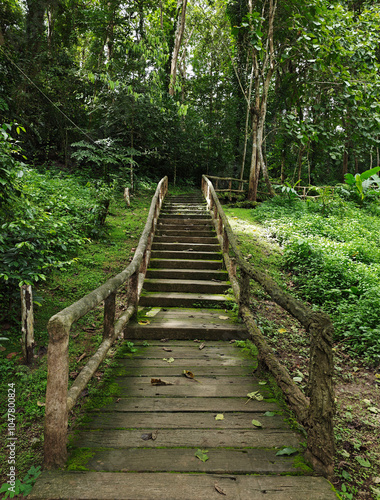 Wooden bridge in a green natural forest