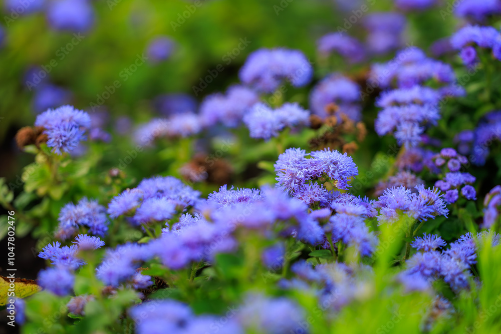 Obraz premium A field of blue flowers with a green background