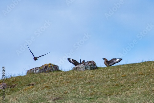 Mandrião-parasítico (Stercorarius parasiticus) | Parasitic Jaeger photo