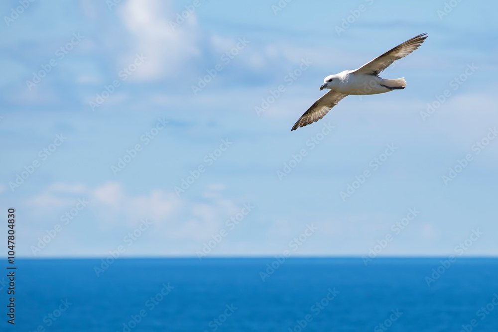 Obraz premium Pardela-branca (Fulmarus glacialis) | Northern fulmar