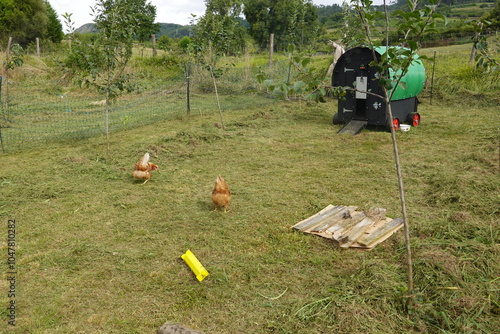 Free-range chickens walking on a grassy farm with a modern coop, surrounded by young trees and farm equipment, in a rural setting. photo