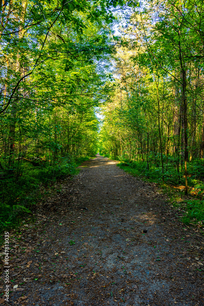 Obraz premium Waldweg