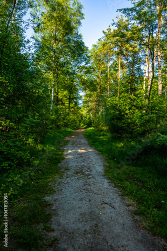 Waldweg