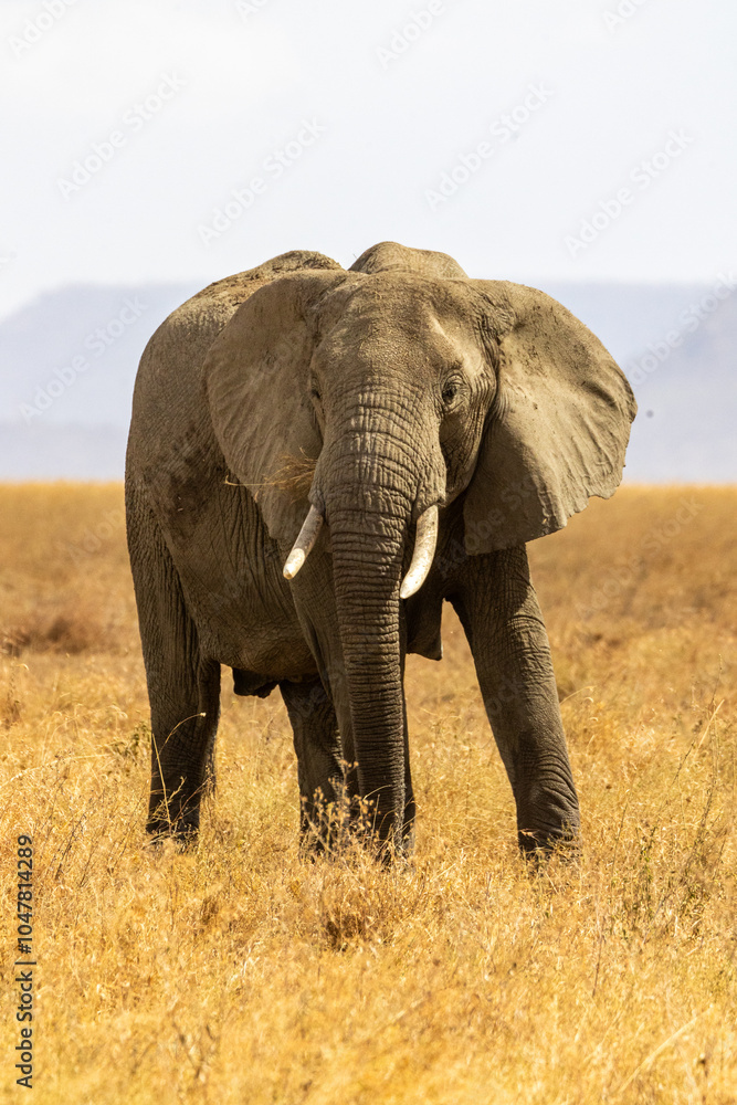 Obraz premium Elefant