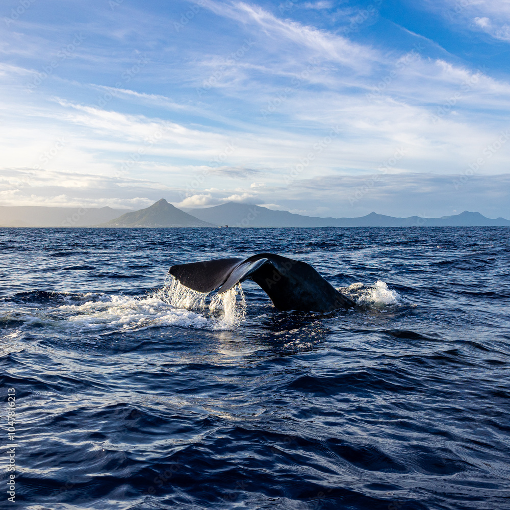 Obraz premium Walflosse