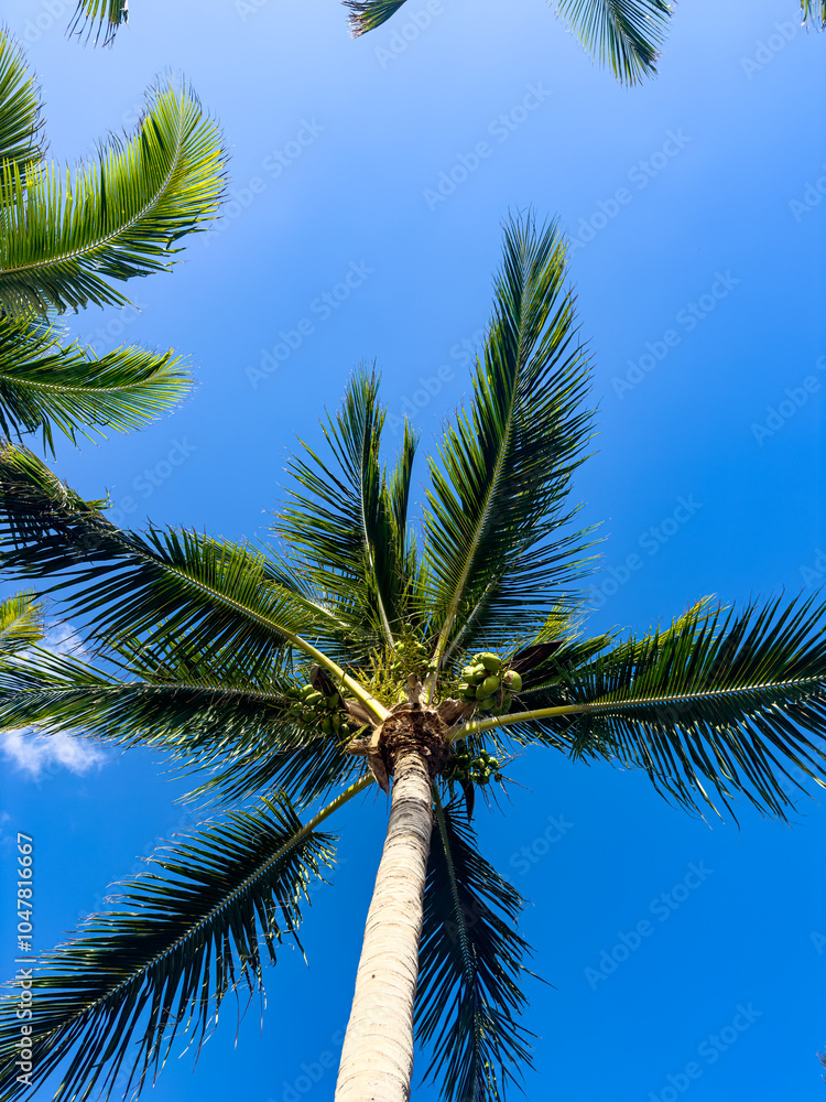 Fototapeta premium Palme von unten