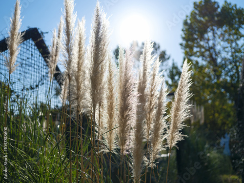 Autumn scenery with Pennisetum alopecuroides reeds sparkling in the sunlight photo