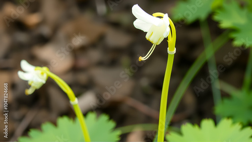 Photo of a uvularia (bellwort) flower generative ai photo