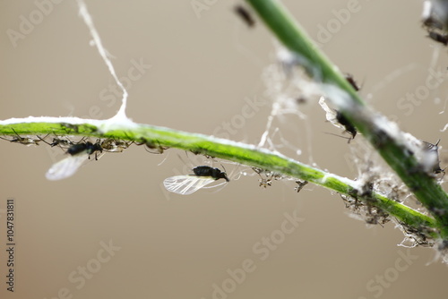 a kind of insects named aphid photo