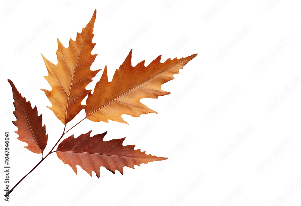 Obraz premium Autumn leaves