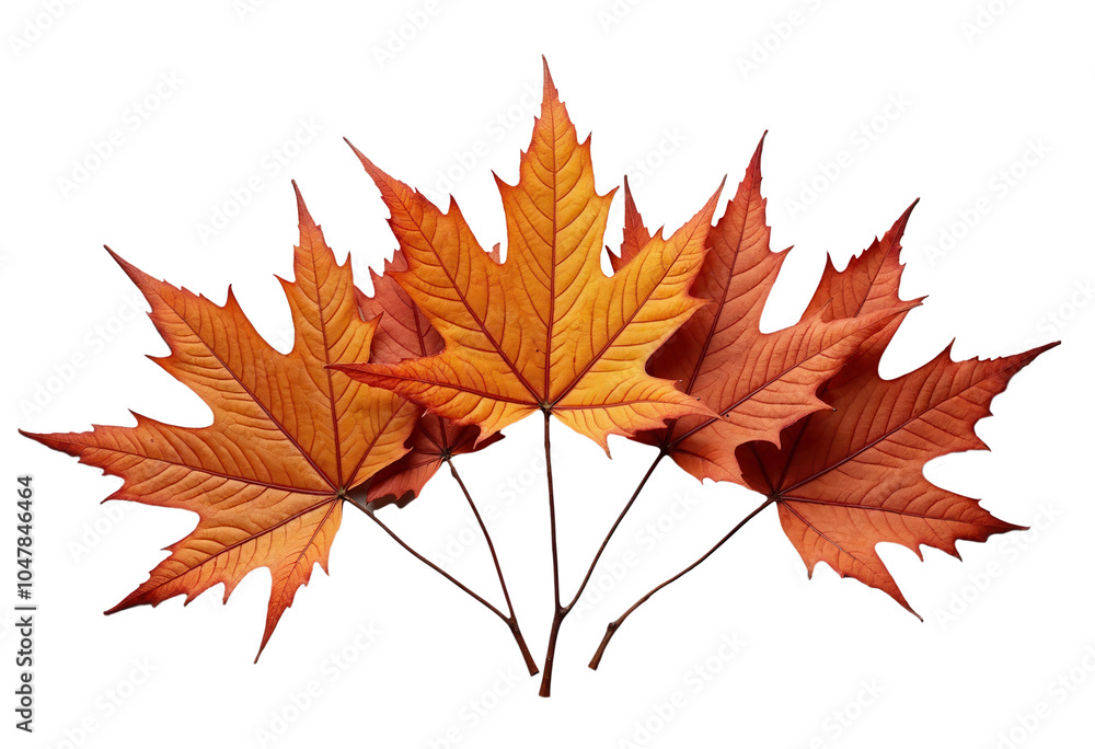 Fototapeta premium Autumn leaves