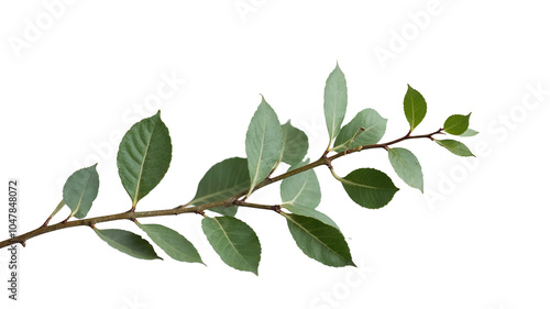 Green leaves and branch